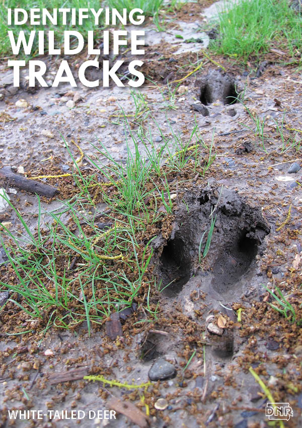 Learning how to identify common wildlife tracks, like these deer prints | Iowa DNR